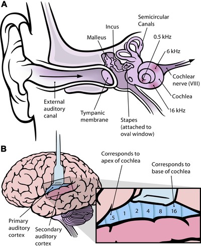 Frequency mapping in human ear and brain - 10.1371 journal.pbio.0030137.g001-L